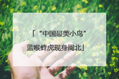 “中国最美小鸟”蓝喉蜂虎现身闽北