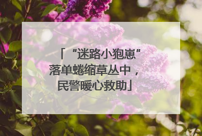 “迷路小狍崽”落单蜷缩草丛中，民警暖心救助