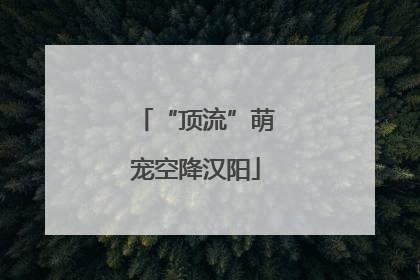 “顶流”萌宠空降汉阳