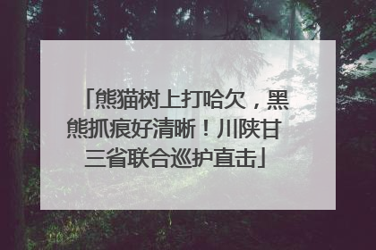 熊猫树上打哈欠，黑熊抓痕好清晰！川陕甘三省联合巡护直击