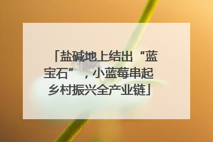 盐碱地上结出“蓝宝石”，小蓝莓串起乡村振兴全产业链