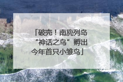 破壳！南麂列岛“神话之鸟”孵出今年首只小雏鸟