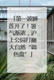 第一波睡莲开了！暑气渐浓，沪上公园打翻大自然“调色盘”
