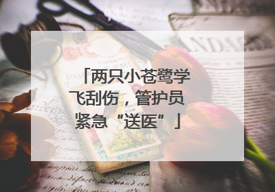 两只小苍鹭学飞刮伤，管护员紧急“送医”
