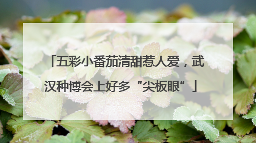 五彩小番茄清甜惹人爱，武汉种博会上好多“尖板眼”