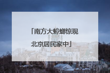 南方大蟑螂惊现北京居民家中