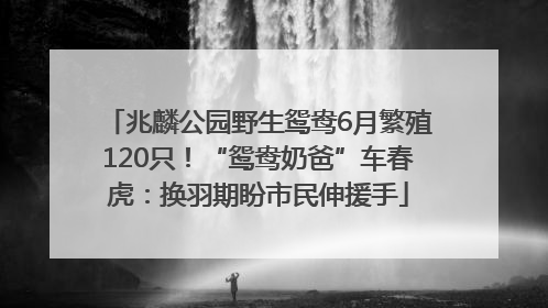兆麟公园野生鸳鸯6月繁殖120只！“鸳鸯奶爸”车春虎：换羽期盼市民伸援手