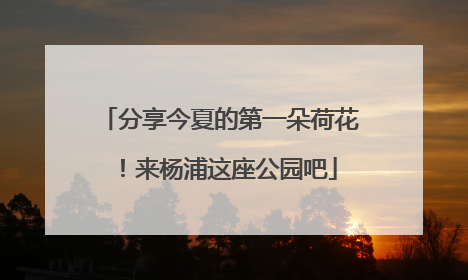 分享今夏的第一朵荷花！来杨浦这座公园吧