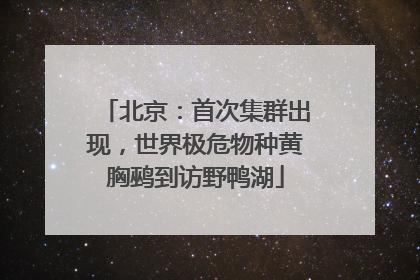 北京：首次集群出现，世界极危物种黄胸鹀到访野鸭湖