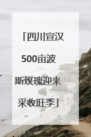 四川宣汉500亩波斯玫瑰迎来采收旺季