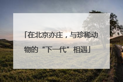 在北京亦庄，与珍稀动物的“下一代”相遇