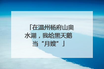 在温州杨府山奥水湖，我给黑天鹅当“月嫂”