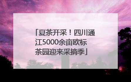 夏茶开采！四川通江5000余亩欧标茶园迎来采摘季