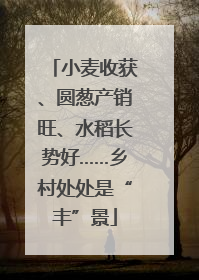 小麦收获、圆葱产销旺、水稻长势好……乡村处处是“丰”景