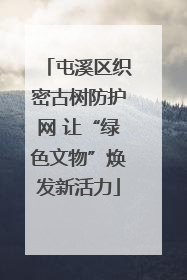 屯溪区织密古树防护网 让“绿色文物”焕发新活力