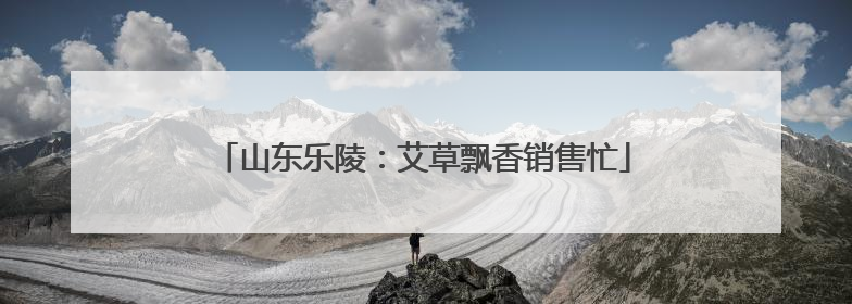 山东乐陵：艾草飘香销售忙