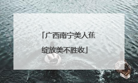 广西南宁美人蕉绽放美不胜收