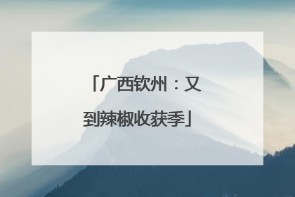 广西钦州：又到辣椒收获季
