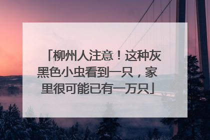 柳州人注意！这种灰黑色小虫看到一只，家里很可能已有一万只