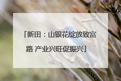 新田：山银花绽放致富路 产业兴旺促振兴
