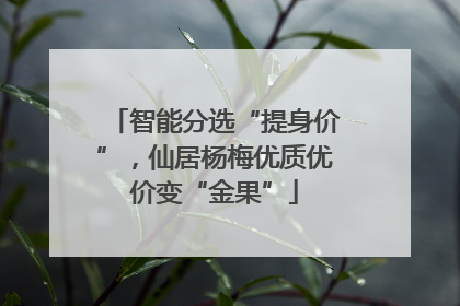 智能分选“提身价”，仙居杨梅优质优价变“金果”