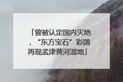 曾被认定国内灭绝，“东方宝石”彩鹮再现孟津黄河湿地
