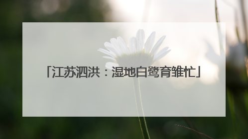 江苏泗洪：湿地白鹭育雏忙