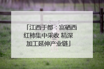 江西于都：富硒西红柿集中采收 精深加工延伸产业链