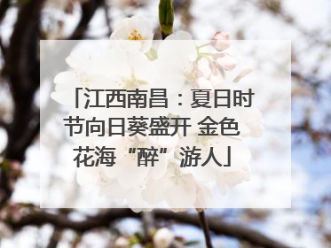 江西南昌：夏日时节向日葵盛开 金色花海“醉”游人