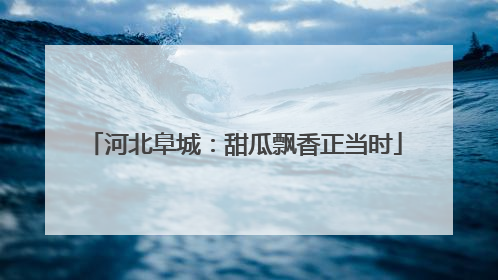 河北阜城：甜瓜飘香正当时