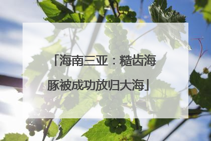 海南三亚：糙齿海豚被成功放归大海