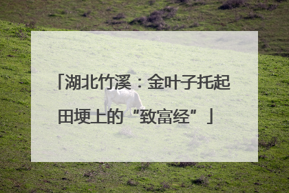 湖北竹溪：金叶子托起田埂上的“致富经”