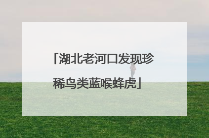 湖北老河口发现珍稀鸟类蓝喉蜂虎
