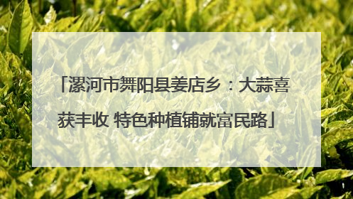 漯河市舞阳县姜店乡：大蒜喜获丰收 特色种植铺就富民路