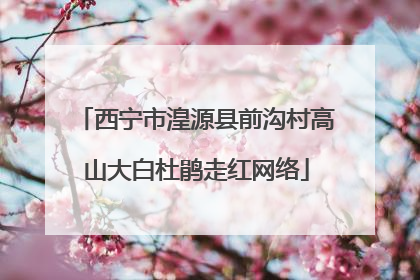 西宁市湟源县前沟村高山大白杜鹃走红网络