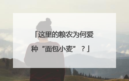 这里的粮农为何爱种“面包小麦”？