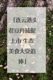 连云港头茬豆丹捕捉上市 生态美食大受追捧