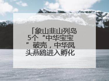 象山韭山列岛5个“中华宝宝”破壳，中华凤头燕鸥进入孵化育儿关键期