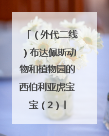 （外代二线）布达佩斯动物和植物园的西伯利亚虎宝宝（2）