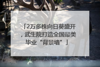 2万多株向日葵盛开，武生院打造全国最美毕业“背景墙”