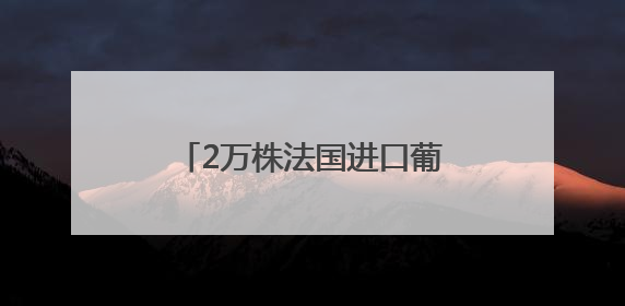 2万株法国进口葡萄苗落地青岛空港